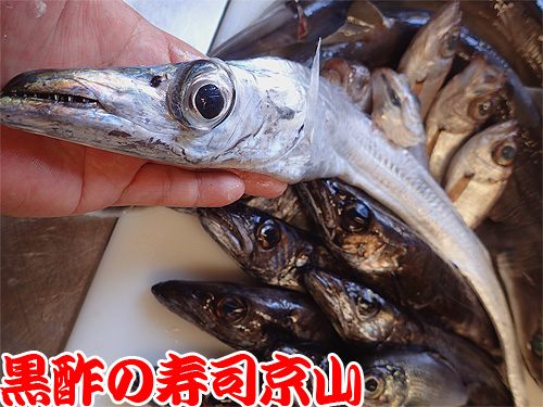 タチモドキ　寿司　魚