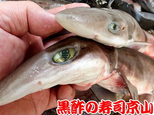 サメのお寿司　シロザメ